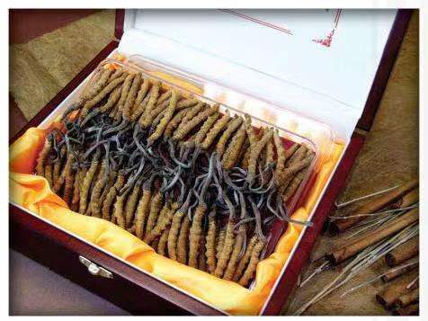 资溪冬虫夏草回收